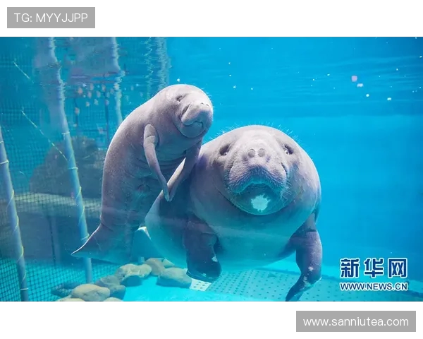 南通支云与青岛海牛激战正酣 力争全取三分冲击联赛排名新高